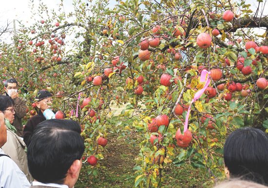 anzai-kajuen-fukushima-4