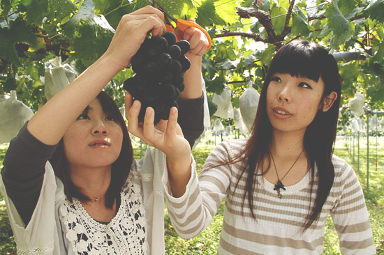 fukushima-fruit-grapes
