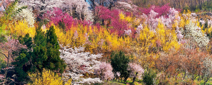 top-hanami-spots-fukushima-hanamiyama-japan