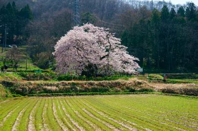 Ishibe Sakura Cherry Blossom