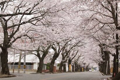 Tomioka Yo no Mori Park Sakura Cherry Blossom