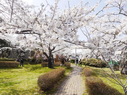 Dake Onsen Sakura (5)