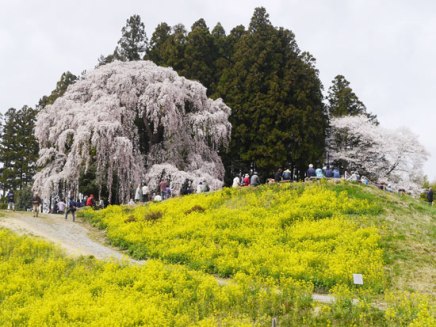 Kassenba Sakura Cherry Blossom (3)