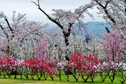 2106518-sakuratohanamomo