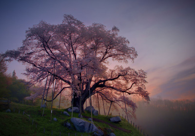 2162304-kyobokunomezame